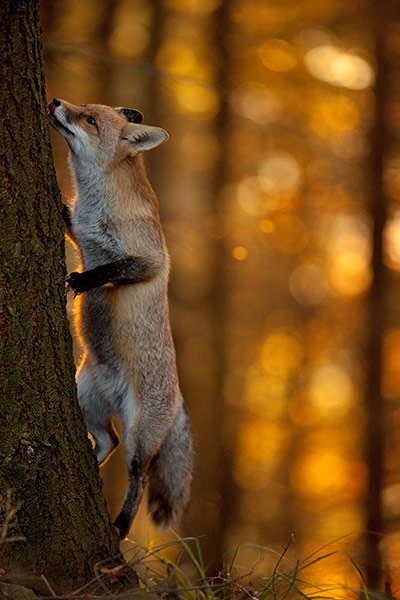 A rókák kitűnően felfegyverzett éjjeli vadászok – Rókavilág.hu
