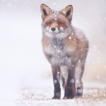 Ahogyan az állatok imádják a havat - Rókavilág.hu