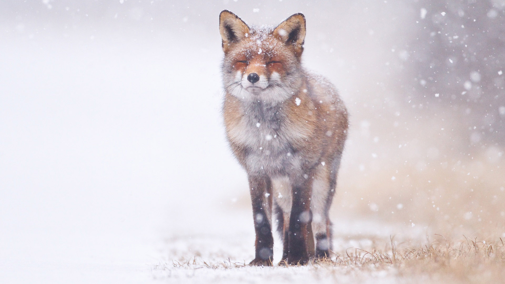 Ahogyan az állatok imádják a havat - Rókavilág.hu
