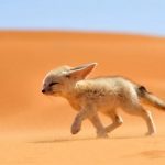A sivatagi róka és megjelenése – Rókavilág.hu