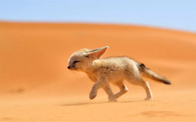 A sivatagi róka és megjelenése – Rókavilág.hu