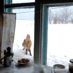 Egy szépséges, tematikus fotósorozat. Állatok és az ablak címmel! – Rókavilág.hu