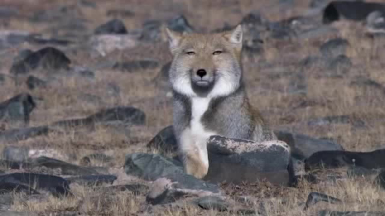 Tibeti róka (Vulpes ferrilata) – Rókavilág.hu