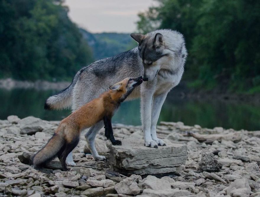 A farkaskutya és a róka örök barátság - Rókavilág.hu