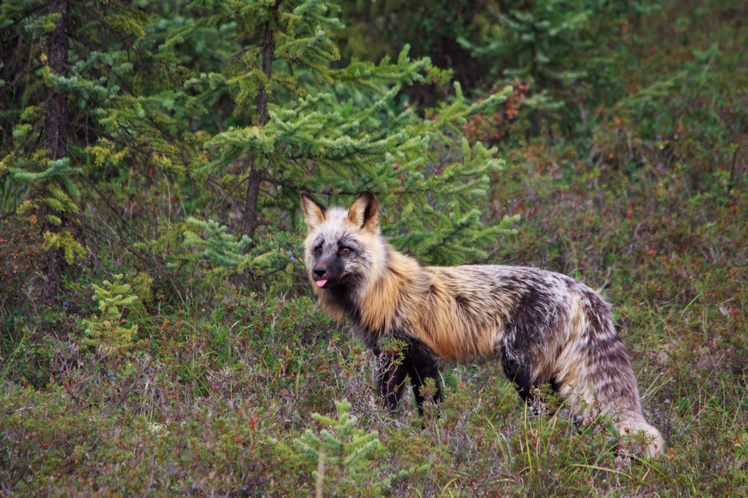 Alaszka vadon élő rókái - Rókavilág.hu