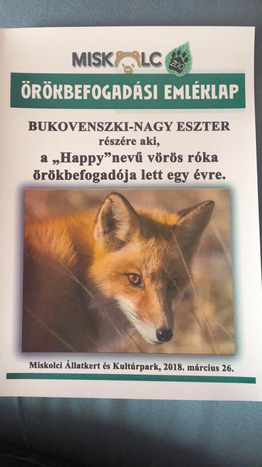 Happy és Szeszti - Az örökbefogadott miskolci rókafi - Rókavilág.hu